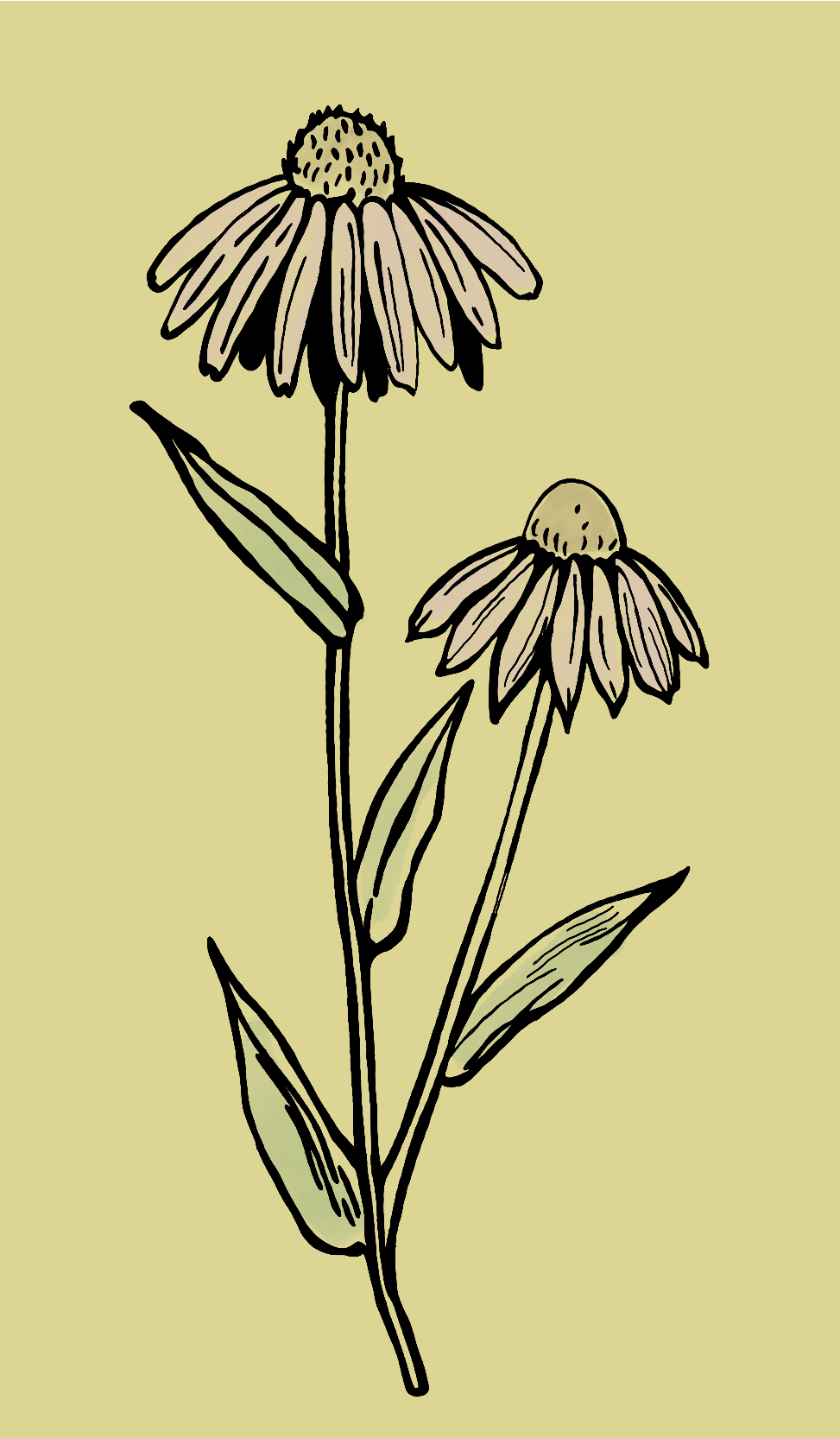 Illustrated botanical drawing of two pink coneflowers with green leaves on a light yellow background. The image conveys a natural and serene tone.
